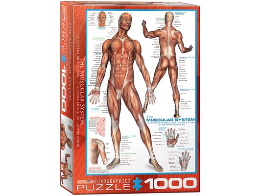 The Muscular System