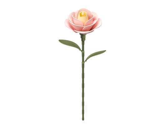 Light Pink Camellia