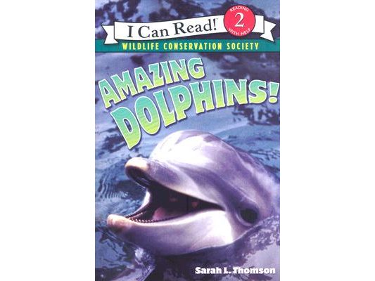 Amazing Dolphins!