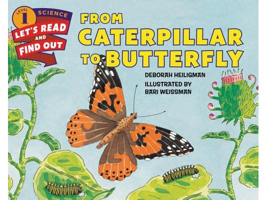 From Caterpillar to Butterfly