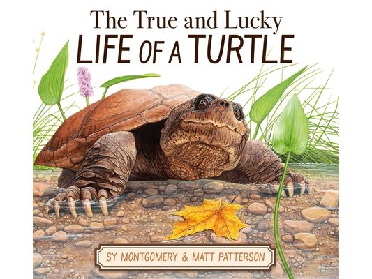 The True and Lucky Life of a Turtle