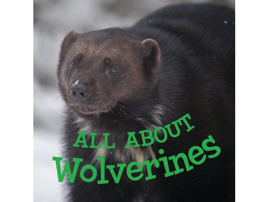 All about Wolverines: English Edition