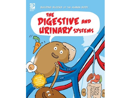 The Digestive and Urinary Systems