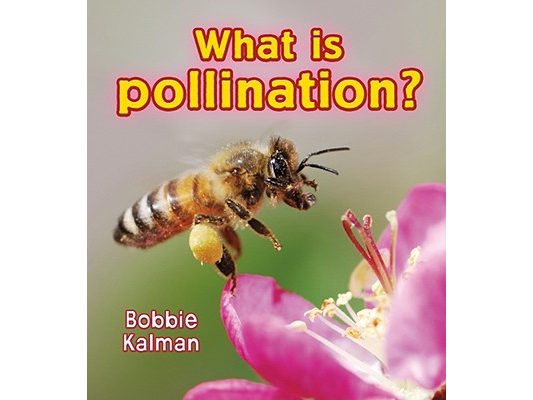 What Is Pollination?