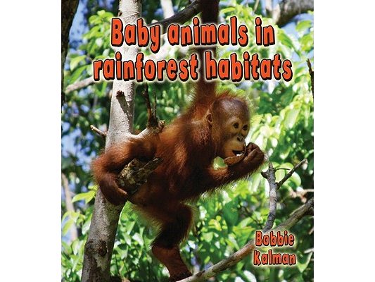 Baby Animals in Rainforest Habitats