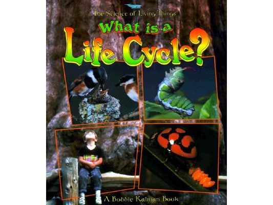 What Is a Life Cycle?