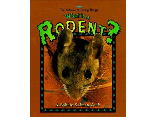 What Is a Rodent?