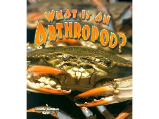 What Is an Arthropod?