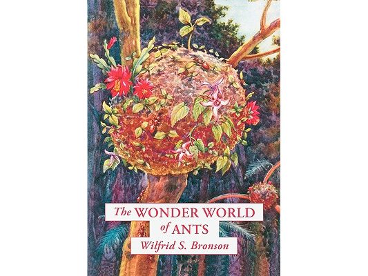 The Wonder World of Ants