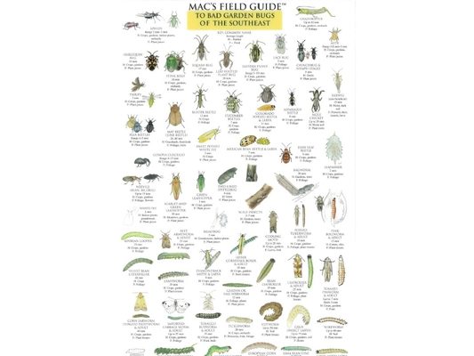 Mac's Field Guides: Southeast Garden Bugs