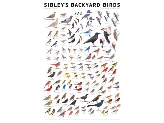 Sibley Backyard Birds: Eastern North America