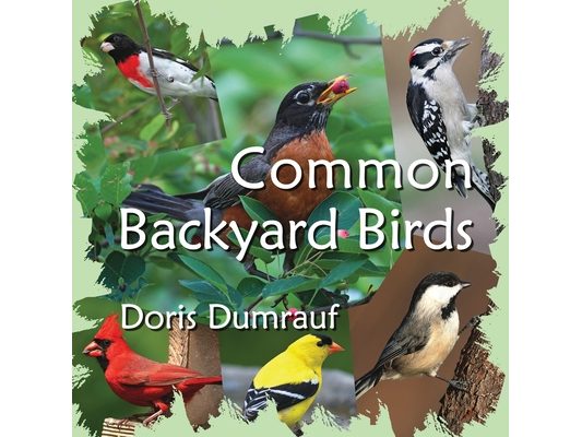 Common Backyard Birds