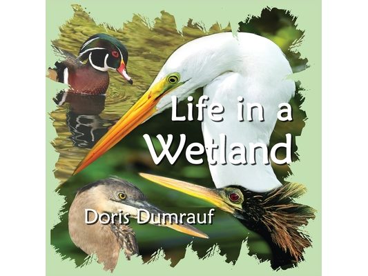 Life In A Wetland