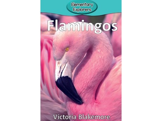 Flamingos