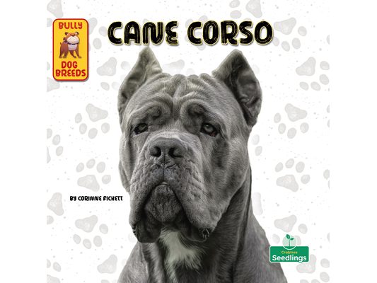 Cane Corso