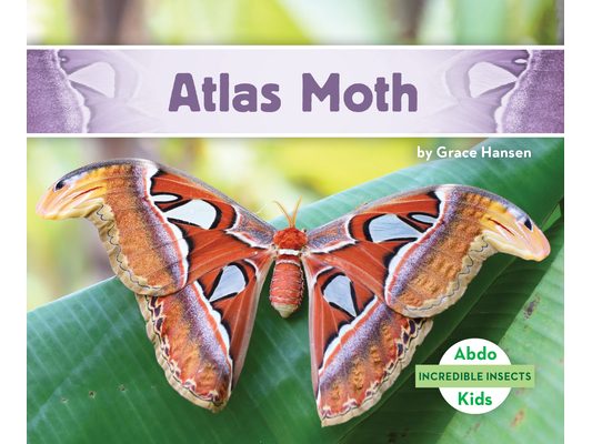 Atlas Moth