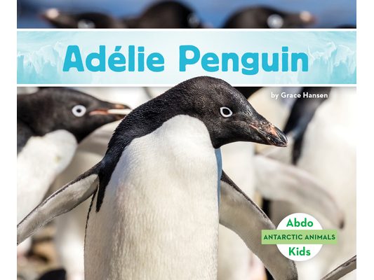 Adelie Penguin