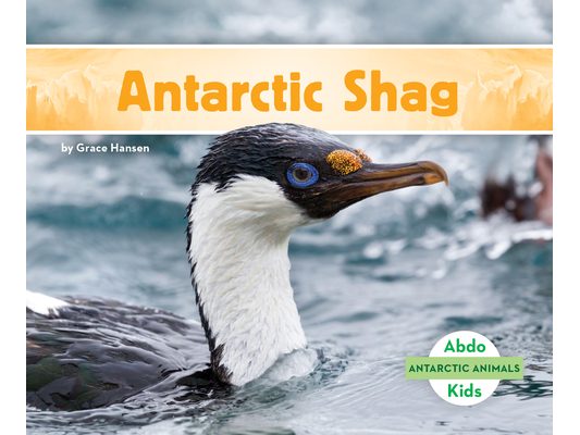 Antarctic Shag