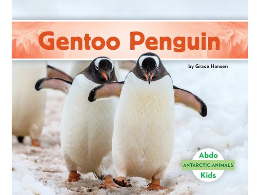 Gentoo Penguin