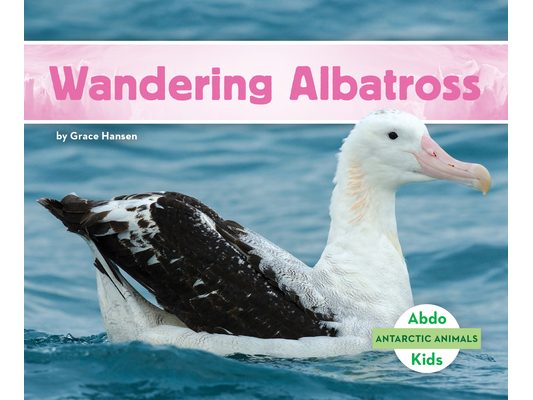 Wandering Albatross
