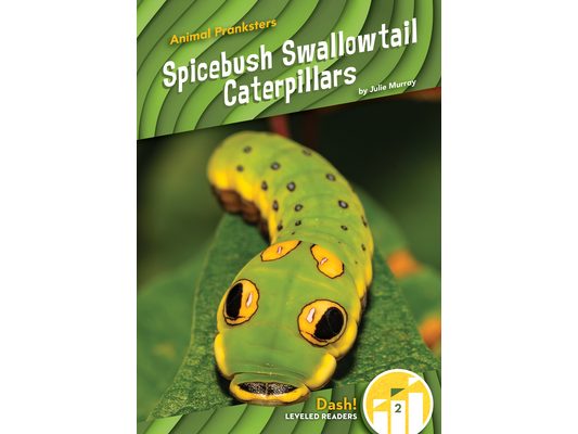 Spicebush Swallowtail Caterpillars