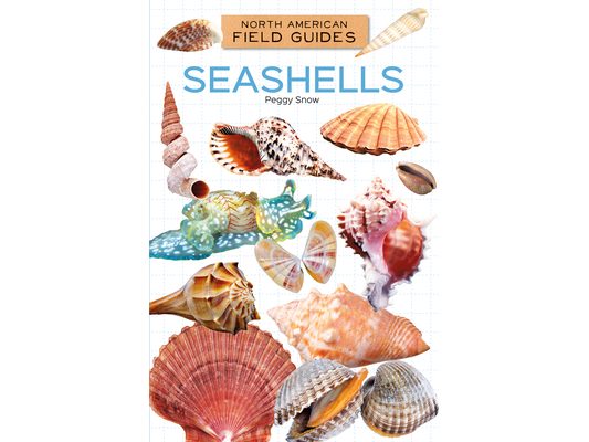 Seashells