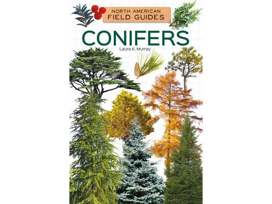 Conifers