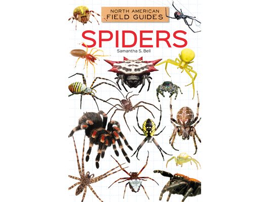 Spiders