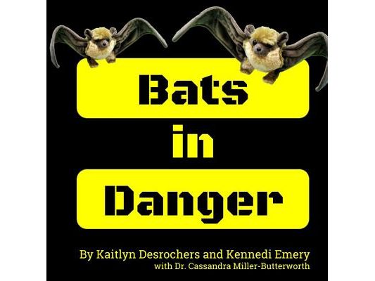 Bats in Danger