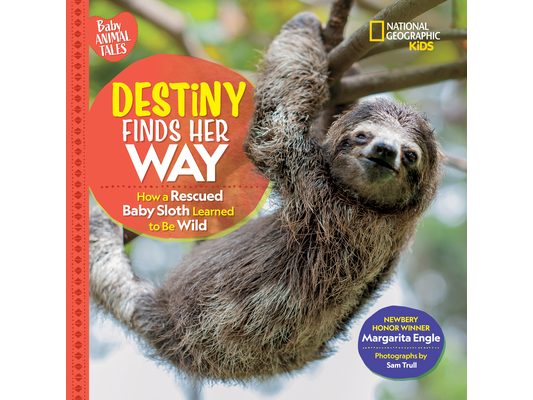 Destiny Finds Her Way: How a Rescued Baby Sloth Learned to Be Wild