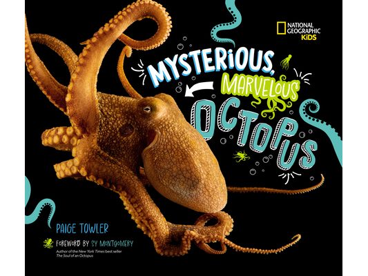 Mysterious, Marvelous Octopus!
