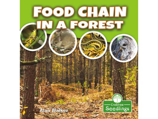 Food Chain in a Forest