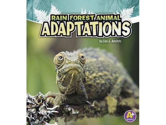 Rain Forest Animal Adaptations
