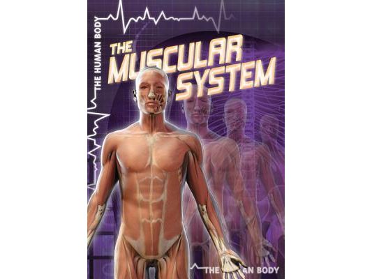 The Muscular System