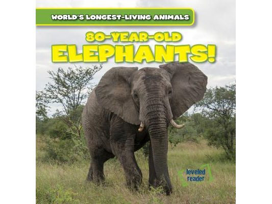 80-Year-Old Elephants!