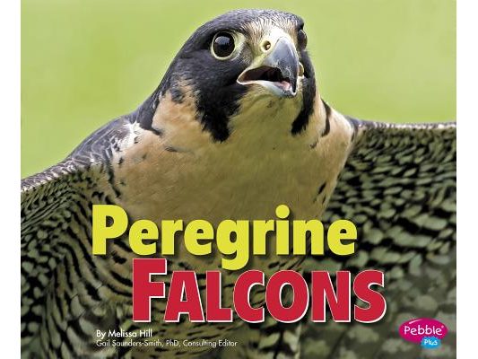 Peregrine Falcons