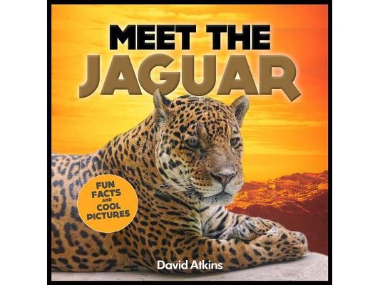 Meet The Jaguar: Fun Facts & Cool Pictures