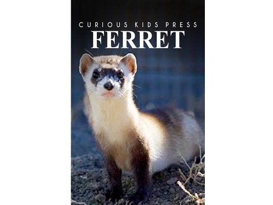 Ferret - Curious Kids Press: Kids book about animals and wildlife, Children's books 4-6
