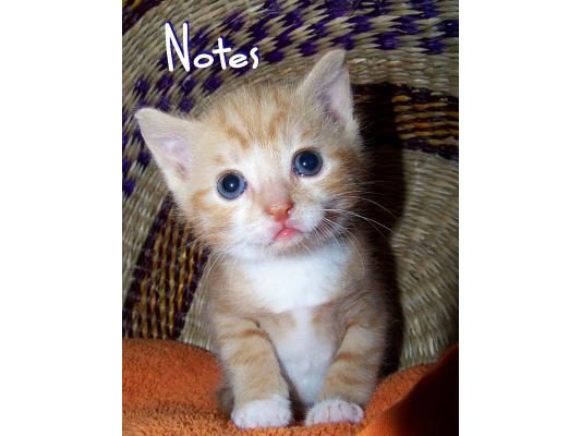 Notes: Kitten