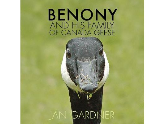 Benony and His Family of Canada Geese