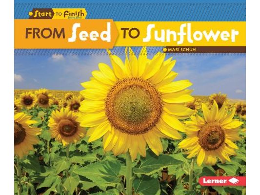 From Seed to Sunflower