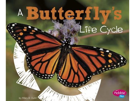 A Butterfly's Life Cycle