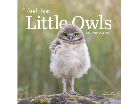 Audubon Little Owls Mini Wall Calendar 2027: A Year of Fluffy and Round Owls