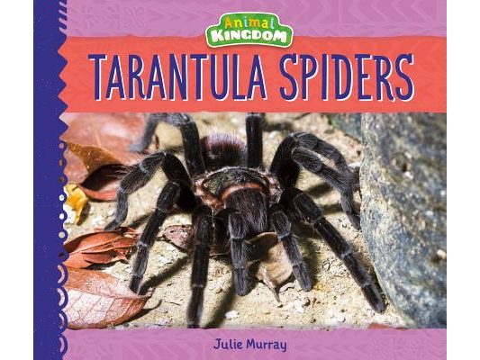 Tarantula Spiders