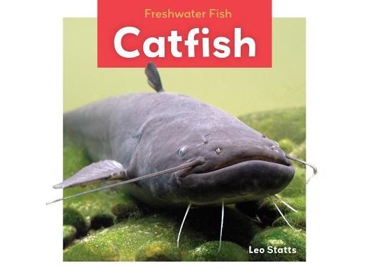 Catfish