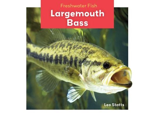 Largemouth Bass