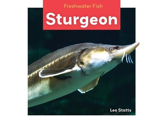 Sturgeon
