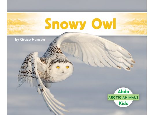 Snowy Owl