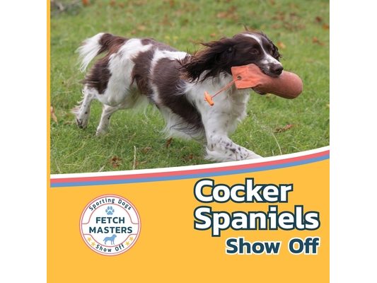Cocker Spaniels Show Off