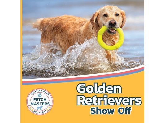Golden Retrievers Show Off